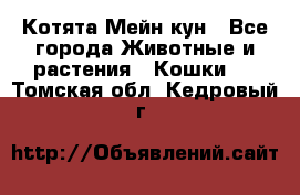 Котята Мейн кун - Все города Животные и растения » Кошки   . Томская обл.,Кедровый г.